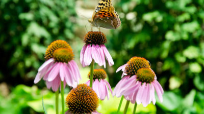 Simplified AMP Deployment on WordPress