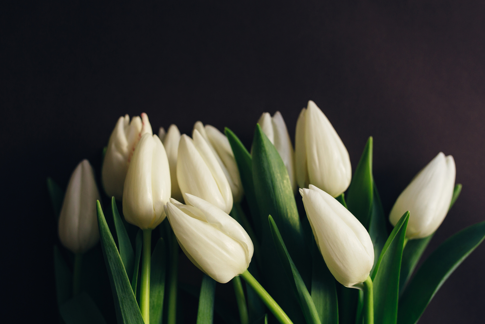 White tulips bouquet on a dark background