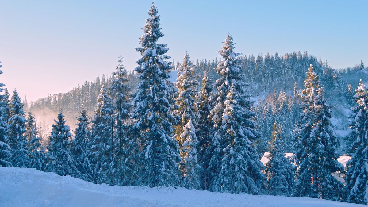Evergreen forest covered in a wintery blanket of fresh snow